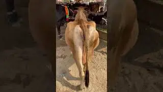 🔴 Cow Collection 2021 | Janwar Official | Cow Mandi | Kharian Mandi | Beautiful Bull 2021 #Shorts