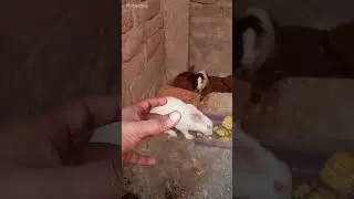 Rabbit🐇giveaway|😍free adoption 💯🥰🎁#viralvideo#birds#shorts#shortvideo #kabutarbazi #khargosh#pets#💞🙏