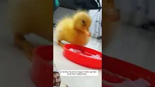 #shorts #duck #goose #cuteanimals #cutepets