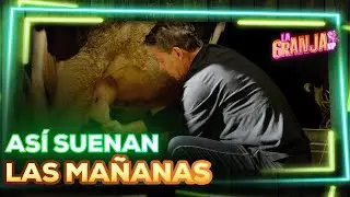 Del canto del gallo al bullicio del corral… así amanece en La Granja VIP