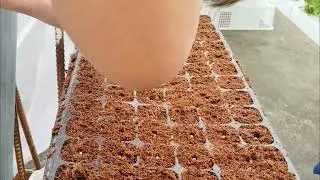 Pagpupunla ng lettuce
