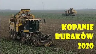 DWIE ROPY NA POLU🔥Kopanie Buraków 2020😃Agro Kuzyni