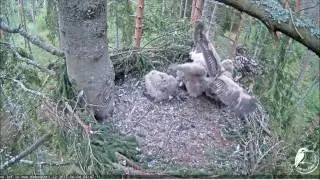 Eurasian Eagle-owl Nest Owlets squabble over prey 6-4-2017