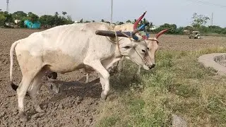 Bullockcart Vs Tractos