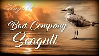 Bad Company - Seagull - Lyrics - With Video from Tybee Island, Ga