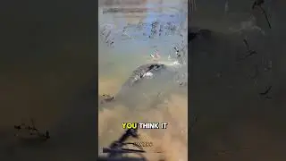 monster fish in the swamp 😲😲#youtubeshorts #viralvideo #fish #fyp