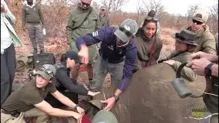 On Safari with Purpose | How Ranger Buck Safaris Helps Protect Rhinos