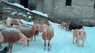 Delet e Abir Dodes gjate stines se dimrit 