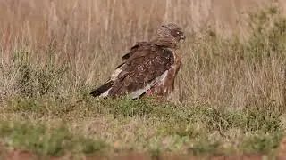 Western marsh harrier. Circus aeroginosus