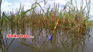 Siapa Sangka Sawah petani ini, Jadi Lumbungnya ikan Nila