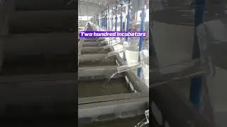 This is a tilapia hatchery, equipped with 200 incubator and a set of circulating filtration system.
