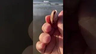 Olive Shells are plentiful on Holden Beach and have interesting patterns