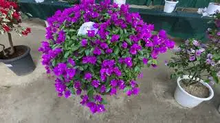 Florist fair || Bougainvilea || saron || Flowers || Aizawl || Mizoram || Aijal club park