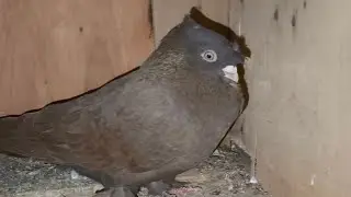 Ro'sha nar  sotildi