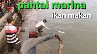 mancing di marina...!! dapat kakap besar sekali...!!