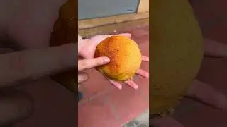[P1-T3] HOT TREND MỘT THỜI: The Roti hay King Roti ??? #foodreview #shorts