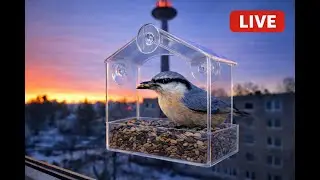 Vilnius Birds | Live Window Bird Feeder