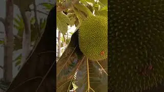 We need a breadfruit tree man😒