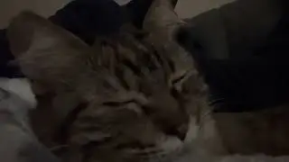 cat purrs in joy from head scratches
