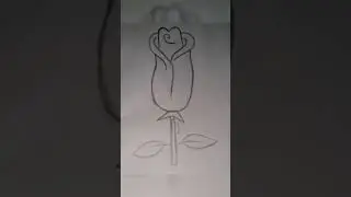 #rosesketch