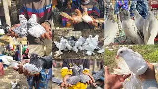 বছরের প্রথম দিনে গিরিবাজ ও মাদ্রাস | বনগাঁও মেদে - কবুতর হাট 01:01:2026 | Mede Payra Hat মেদে হাট 🔥🪽