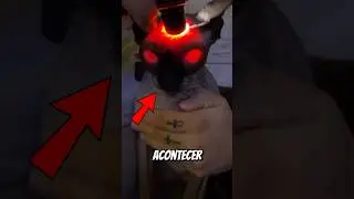 Nunca fa&ccedil;a ISSO com seu gato                     #animais #curiosidades #gato #viralshorts #amazing