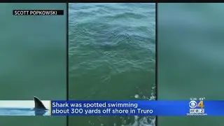 Father, Son On Boat Have Close Encounter With Shark Off Cape Cod