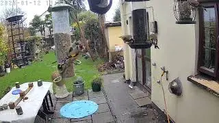 Goldfinch are back January 2026 MP