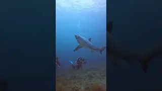 #thresher #Shark & #triggerfish