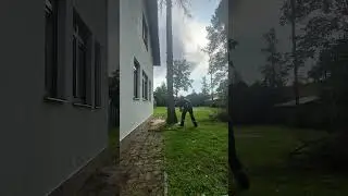 Архивное видео по спилу сухого дерева