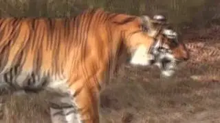 Tiger Tracking in India