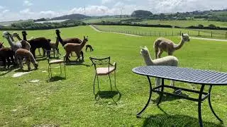 Spinning with alpaca fibre