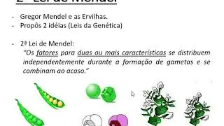 2ª Lei de Mendel (Prof. Eymael - Biologia)