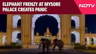 Dussehra Elephants Frenzy At Mysore Palace: Fighting Elephants Create Panic