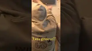 feeling groovy #reggae #motivation#funny #music