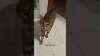 Serafino, il gatto italiano canterino pi&ugrave; famoso!