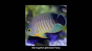 Flame Angelfish @Bin3aiah Fishes