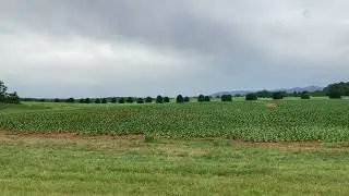 Tobacco fields in Patrick Springs