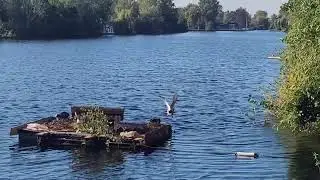 Territorial dispute: Coot chases away Wild ducks from waterfowl raft #waterfowl #birds