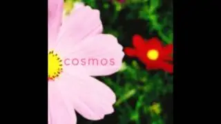 秋桜 「fragments」