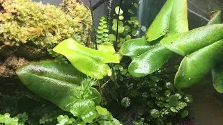 The Heart Leafed Fern