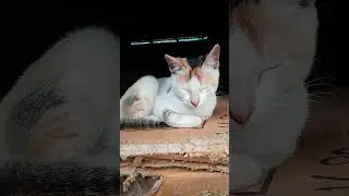 Adorable Fluffy Cat Sleeping ASMR #AdorableCat #FluffyCat #SleepingCat #CatASMR #Kitten #ViralCats