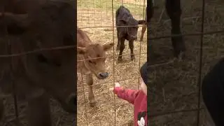 Just A Boy And His Cows #cattleranching #cow #cattleranch #farmlife #ranch #cattlefarm #farmboy
