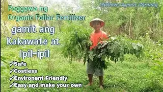 HOW TO MAKE ORGANIC FOLIAR FERTILIZER FROM KAKAWATE AND IPIL-IPIL- ORGANIC FARMING-FOOD SAFETY