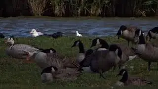 Indische gans