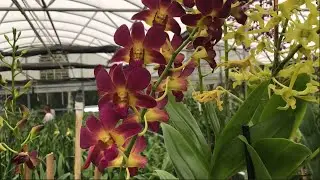 Orchids are in bloom at Palmers Orchid Nursery in Bradenton, Florida