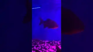 1st time in Pune.. Under Water Fish Tunnel Exhibition #youtubeshorts #bestshorts #shortsfeed