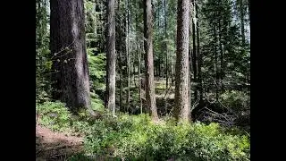 Rogue River Siskiyou National Forest / Sounds of the Night #22