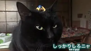 ムツゴロウさんと猫 Mutsugoro