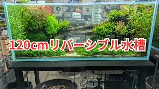 【イースケイプの展示水槽】120cmリバーシブルレイアウトをご紹介します！